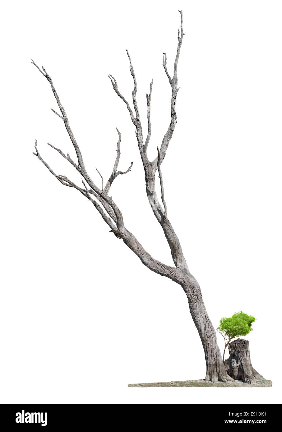 Ancien et unique arbre mort et jeunes pousses d'une racine isolé sur fond blanc.Concept Mort et renaissance. Banque D'Images