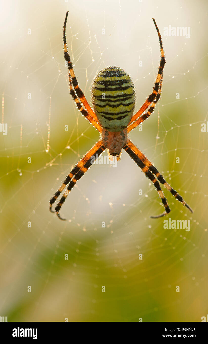 Orb-Spider Argiope bruennichi (tissage), Hessen, Allemagne, Allemagne Banque D'Images