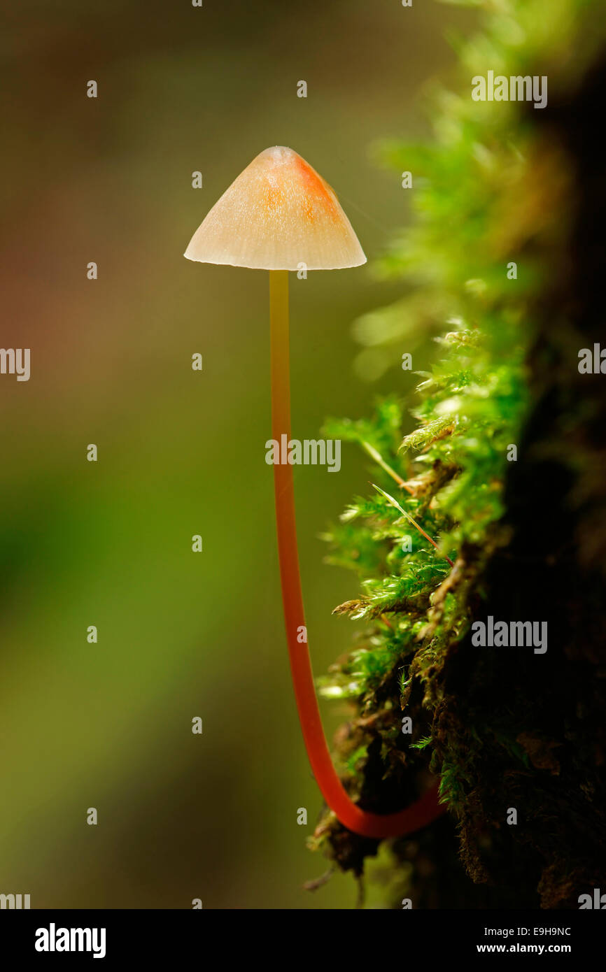 Saffrondrop Bonnet (Mycena crocata), Hesse, Allemagne Banque D'Images