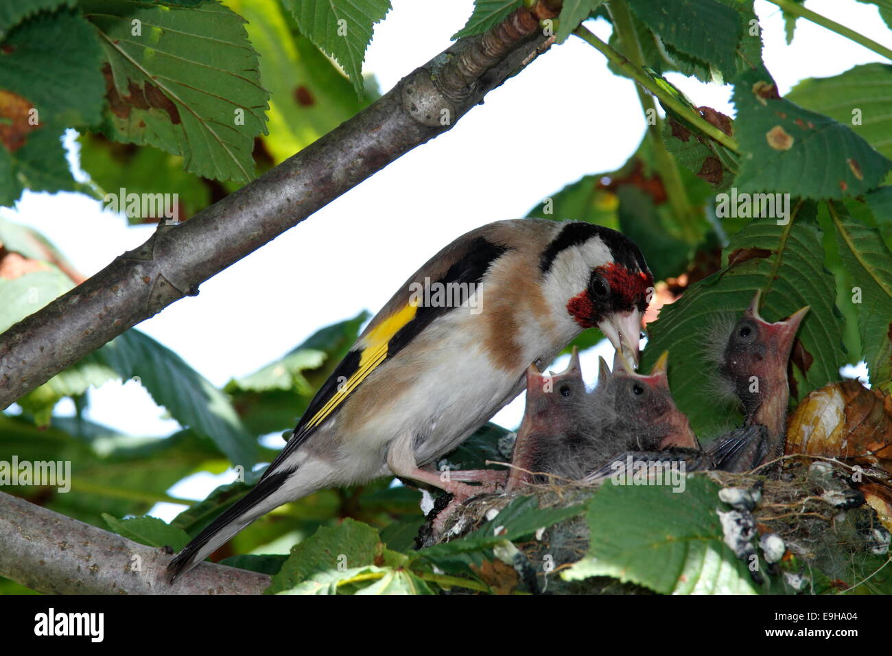 Chardonneret élégant ou Chardonneret (Carduelis carduelis) au nid avec les poussins, Basse-Saxe, Allemagne Banque D'Images