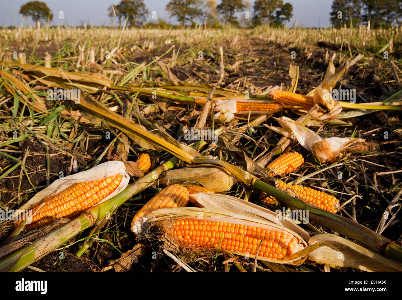 Les déchets agricoles : les oreilles de maïs laissés sur un champ après la récolte Banque D'Images