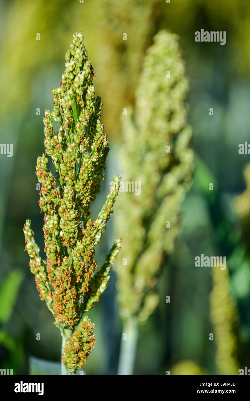 Indian millet Banque de photographies et d’images à haute résolution