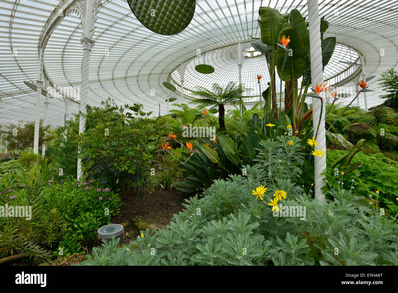 Le palais historique de la croquette, serre en verre et en fonte, Glasgow Botanic Gardens, Glasgow, Ecosse, Royaume-Uni Banque D'Images