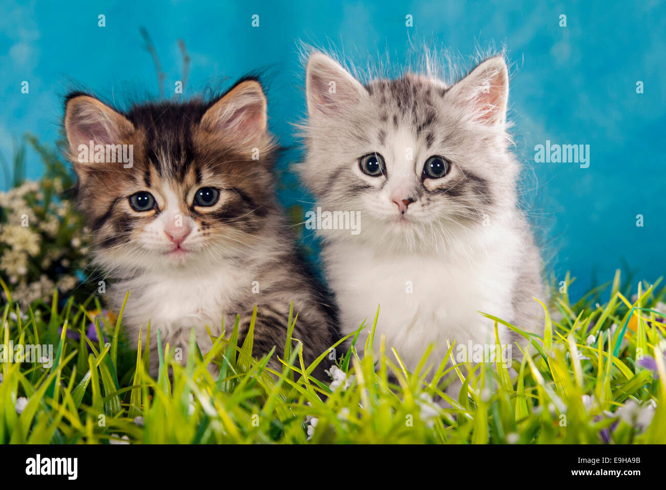 Les sibériens ou les chats, chatons des forêts de Sibérie Banque D'Images