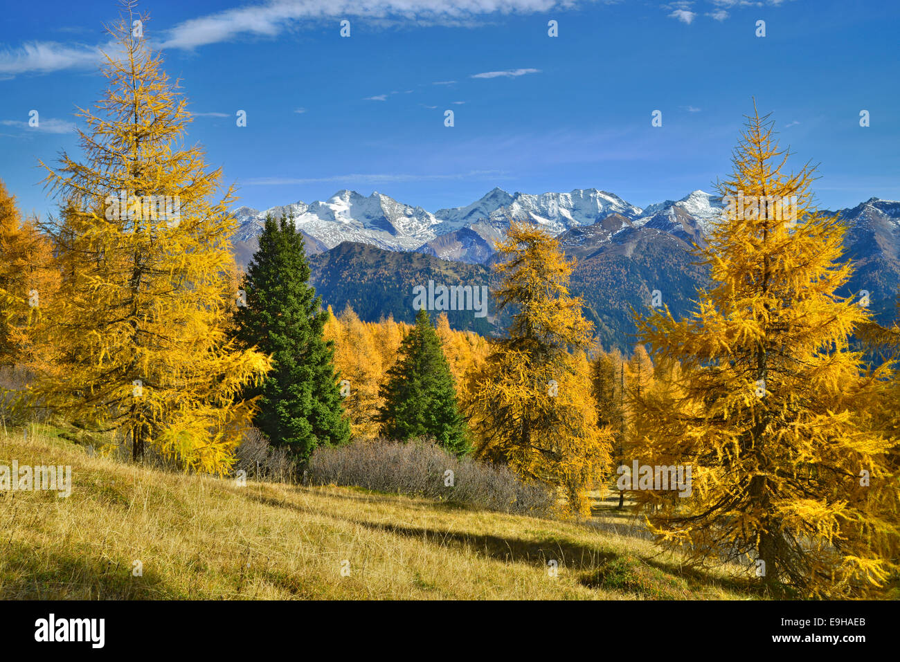 Forêt de mélèzes (Larix) en automne, derrière les Alpes de Zillertal, Tyrol, Autriche Banque D'Images