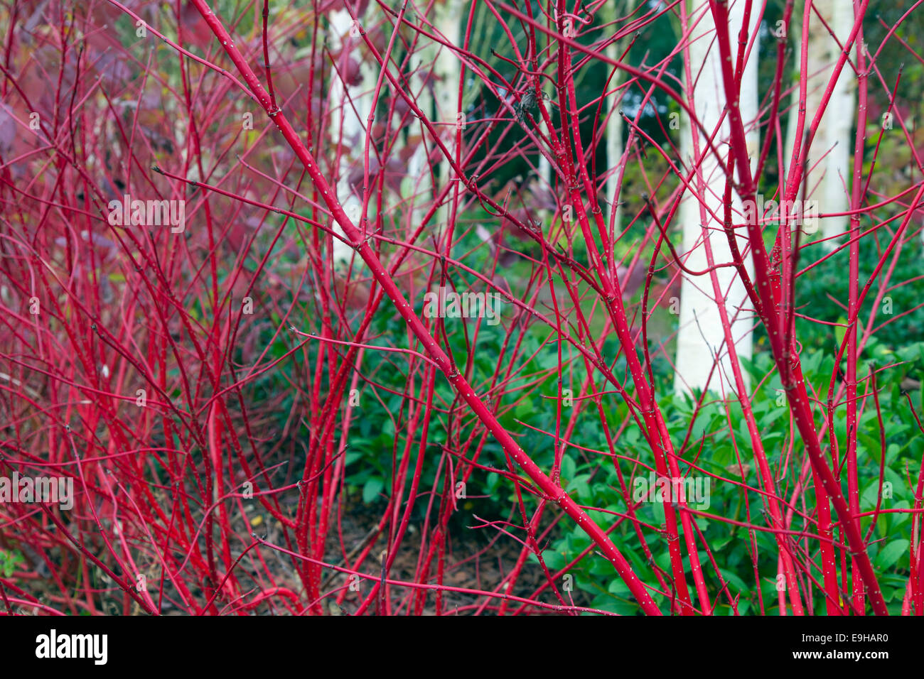 Biches himalayenne Betula utilis var jacquemontii et branche rouge le cardinal Cornus sericea à la mi-octobre Banque D'Images