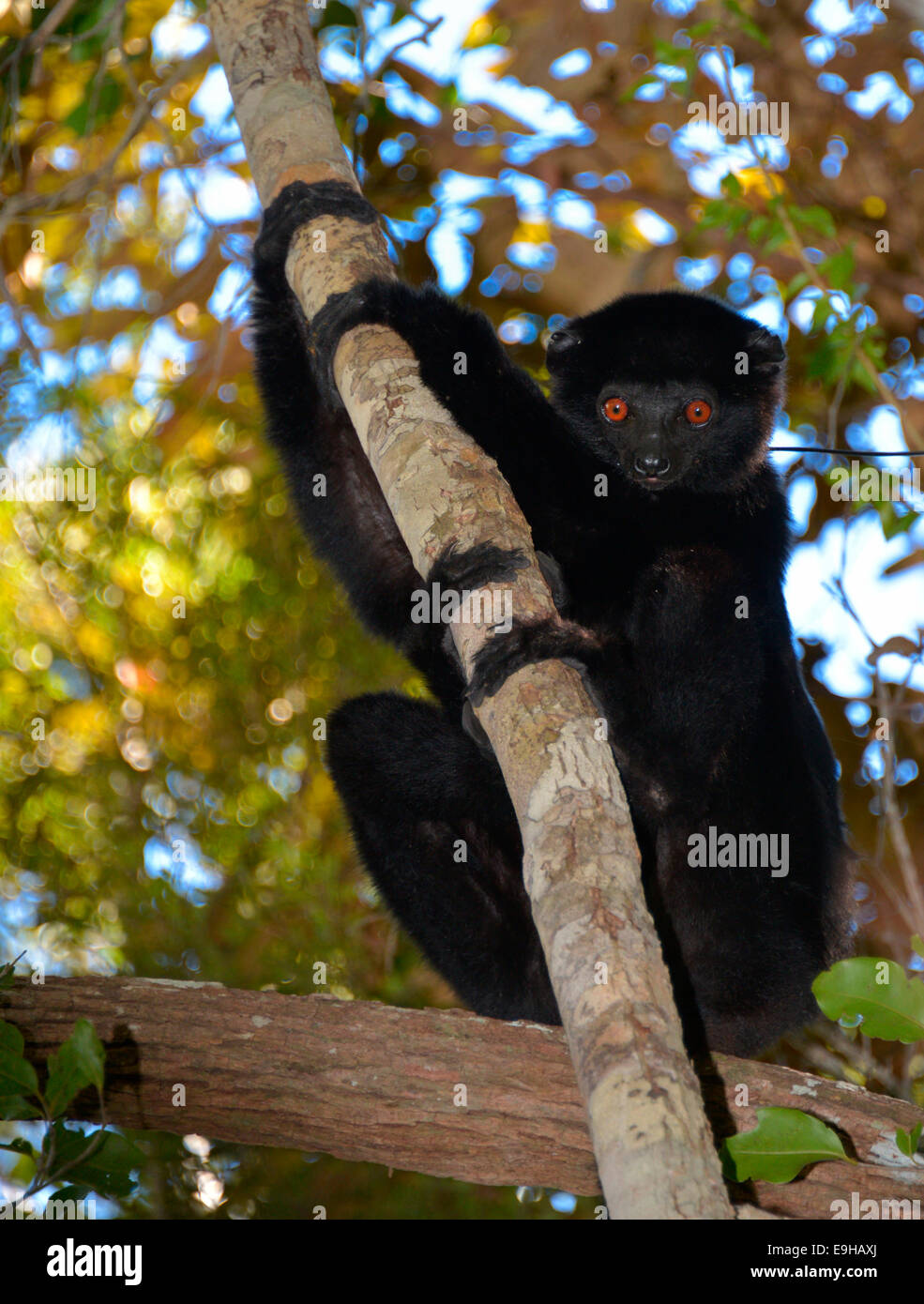 Le propithèque de Perrier (Propithecus perrieri), espèce en voie de