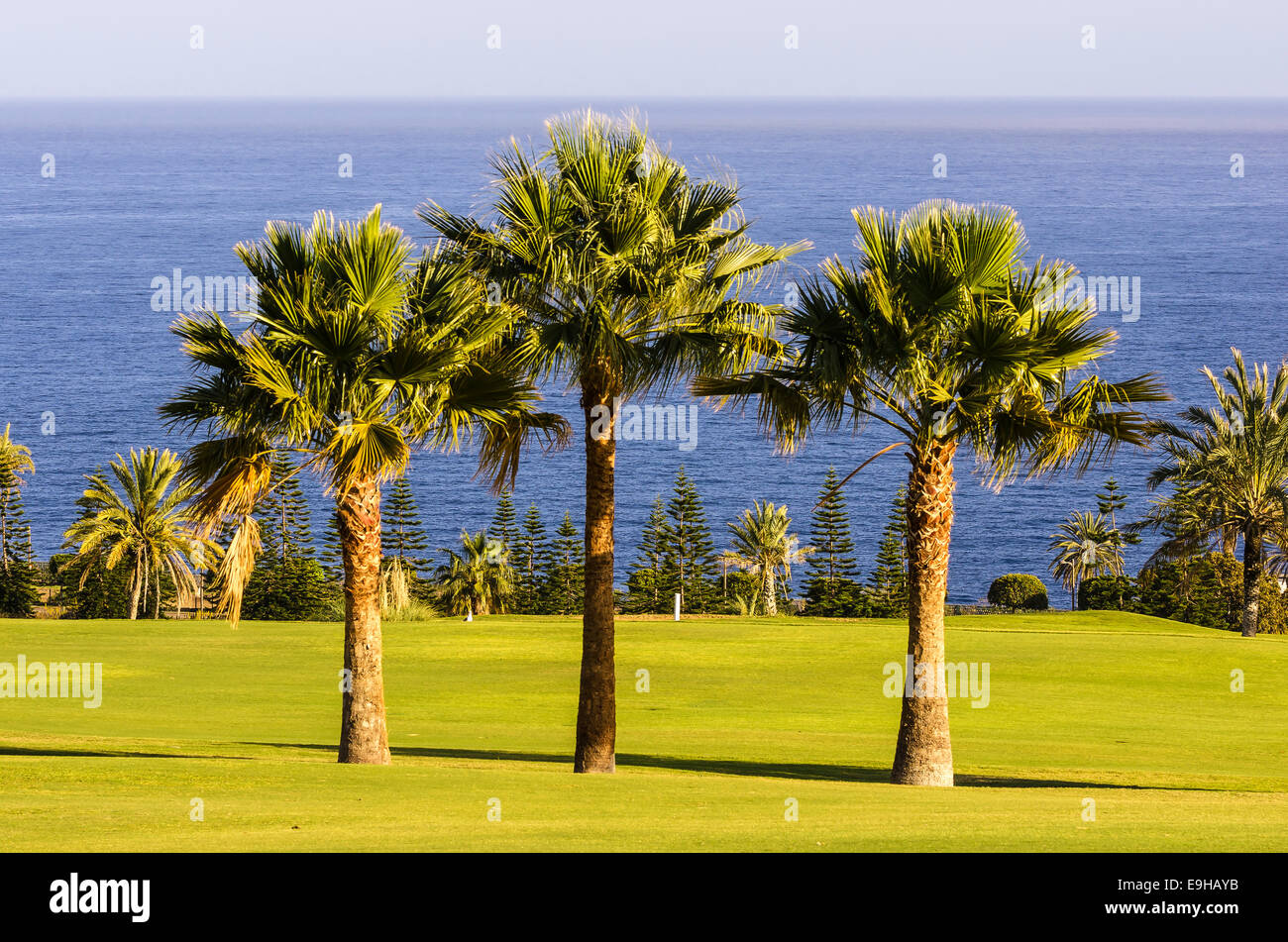 Trois palmiers sur un parcours de golf, Laguna de Santiago, La Gomera, Canary Islands, Spain Banque D'Images