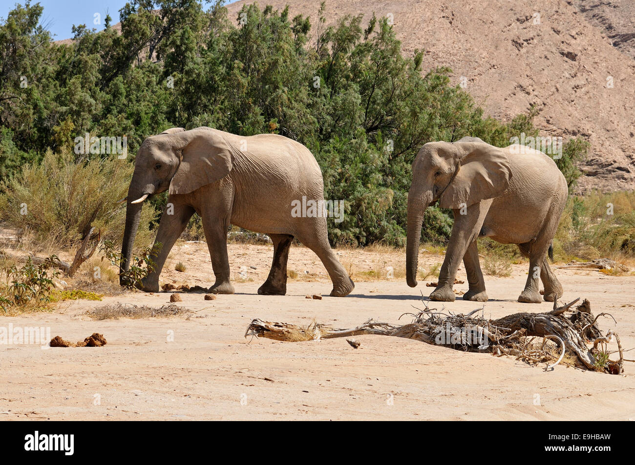 Deux des rares désert de Namibie Elephant (Loxodonta africana), la rivière Hoanib, désert du Namib, Kaokoland, Kaokoveld, province de Kunene Banque D'Images