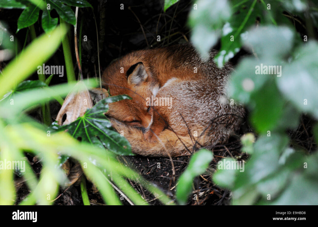 Brighton Sussex UK - Fox fast asleep vivant dans le jardin derrière la boutique Bonsai à Brighton Banque D'Images