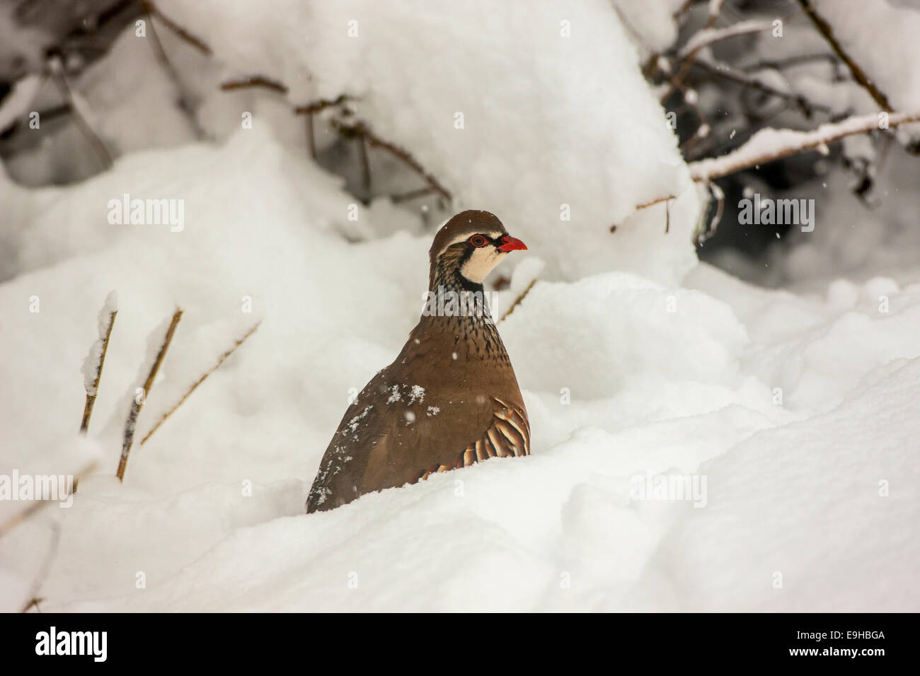 Alectoris rufa Perdrix Rouge pattes dans la neige en hiver à Oxford Banque D'Images