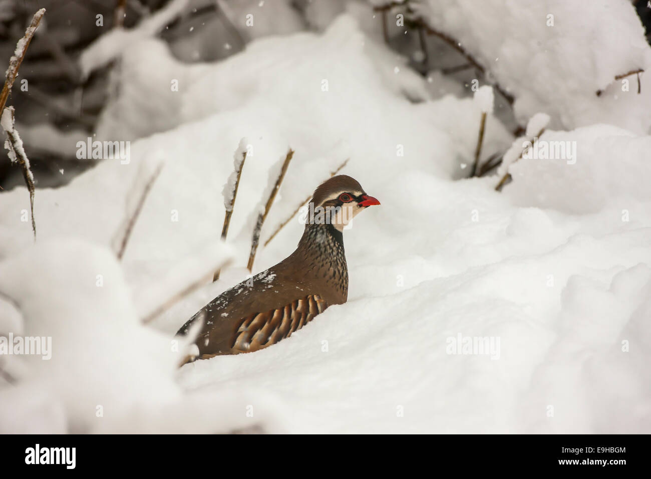 Alectoris rufa Perdrix Rouge pattes dans la neige en hiver à Oxford Banque D'Images