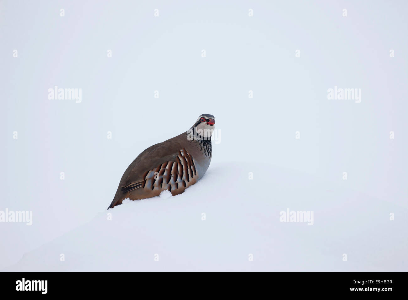 Alectoris rufa Perdrix Rouge pattes dans la neige en hiver à Oxford Banque D'Images