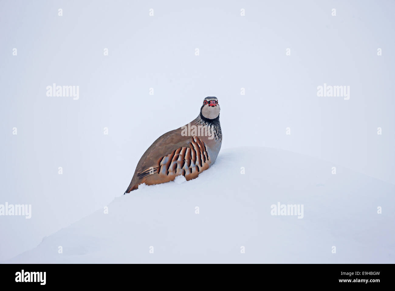 Alectoris rufa Perdrix Rouge pattes dans la neige en hiver à Oxford Banque D'Images