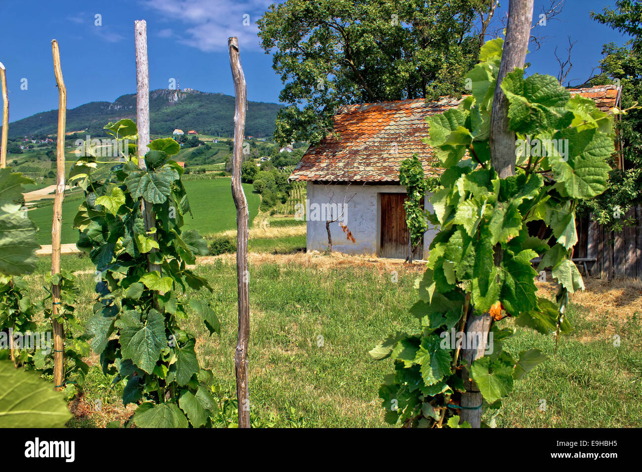 Vignoble traditionnel et cottage dans Kalnik Banque D'Images