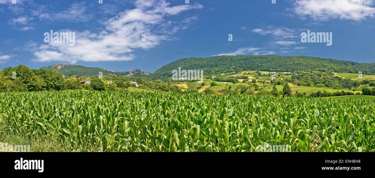 Les champs de l'agriculture verte vue panoramique Banque D'Images