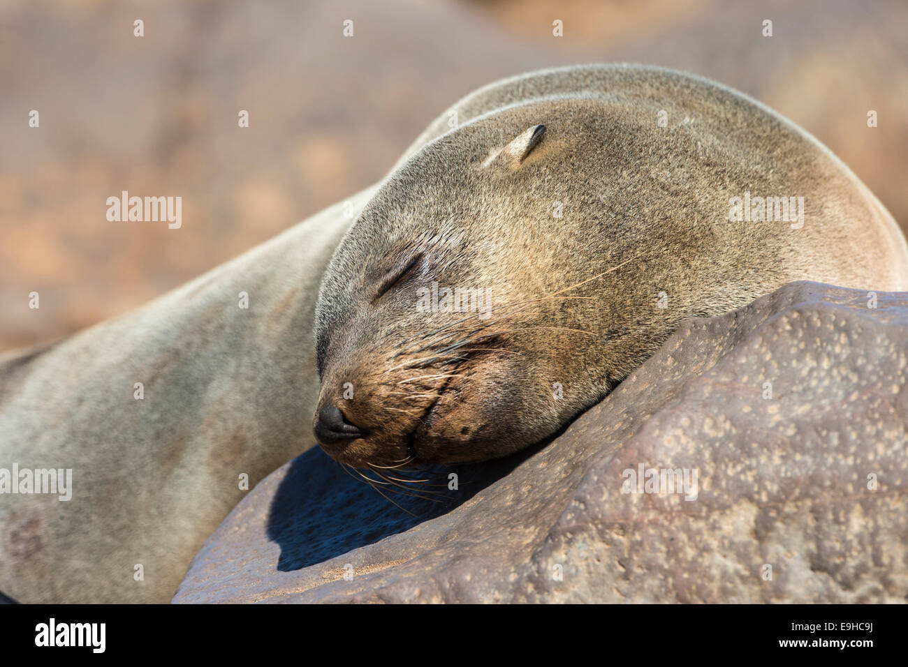 L'Afrique du Sud (Cape fur seal) sommeil (Arctocephalus pusillus pusillus), Cape Cross colonie de reproduction, la Namibie Banque D'Images