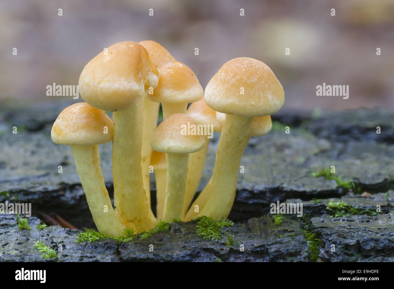 Hypholoma capnoides (champignon) Banque D'Images