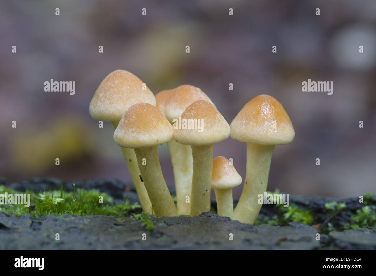 Hypholoma capnoides (champignon) Banque D'Images