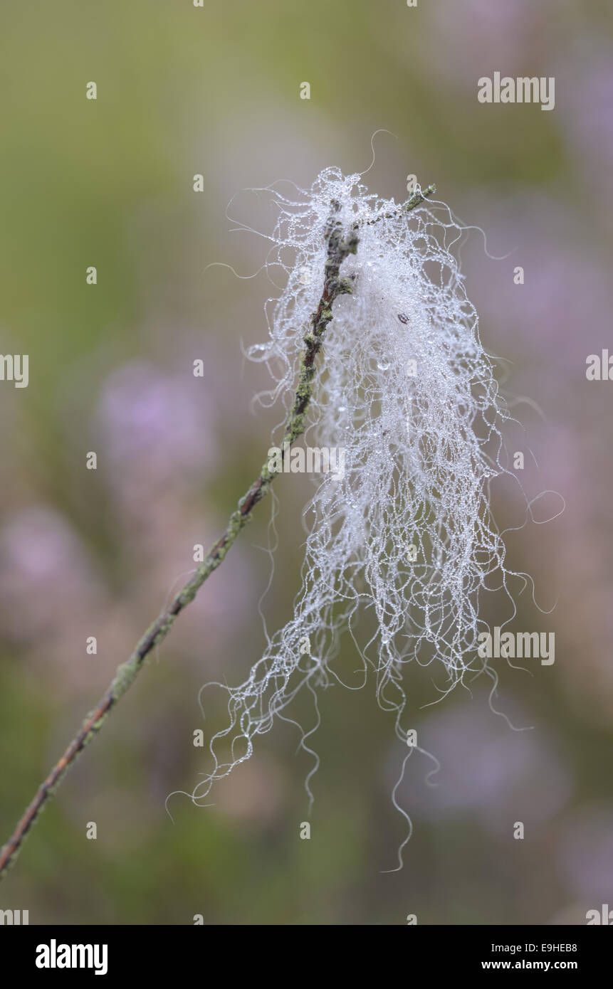 Mouiller les poils d'une branche Banque D'Images
