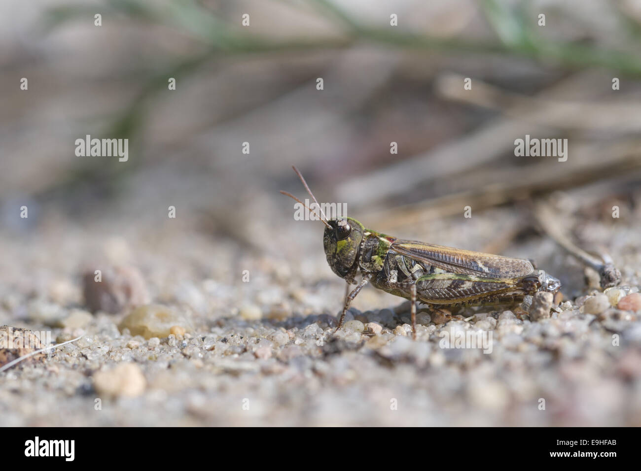 Grashopper (Myrmeleotettix maculatus), Femme Banque D'Images