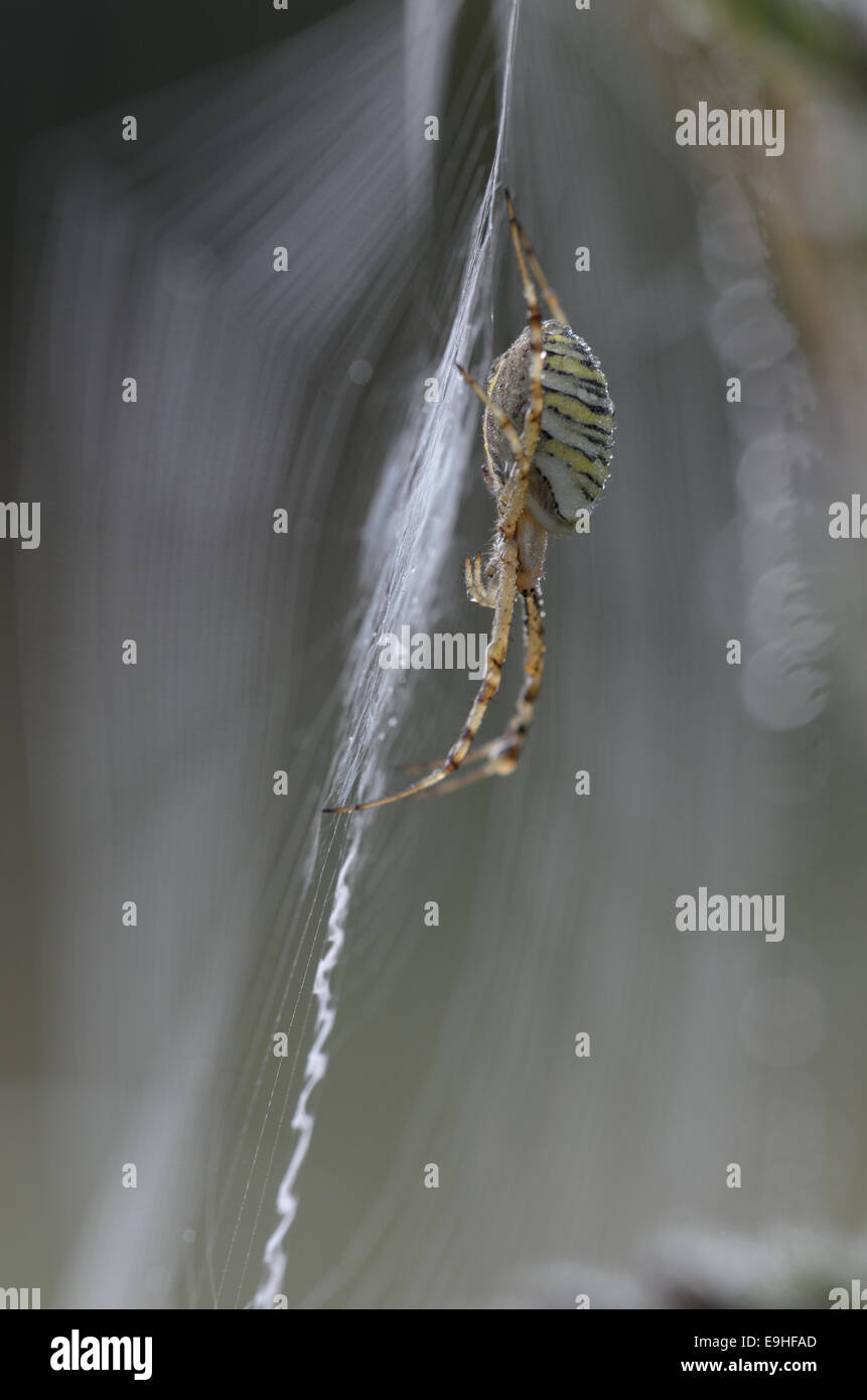 Spider Argiope bruennichi (WASP), Femme Banque D'Images