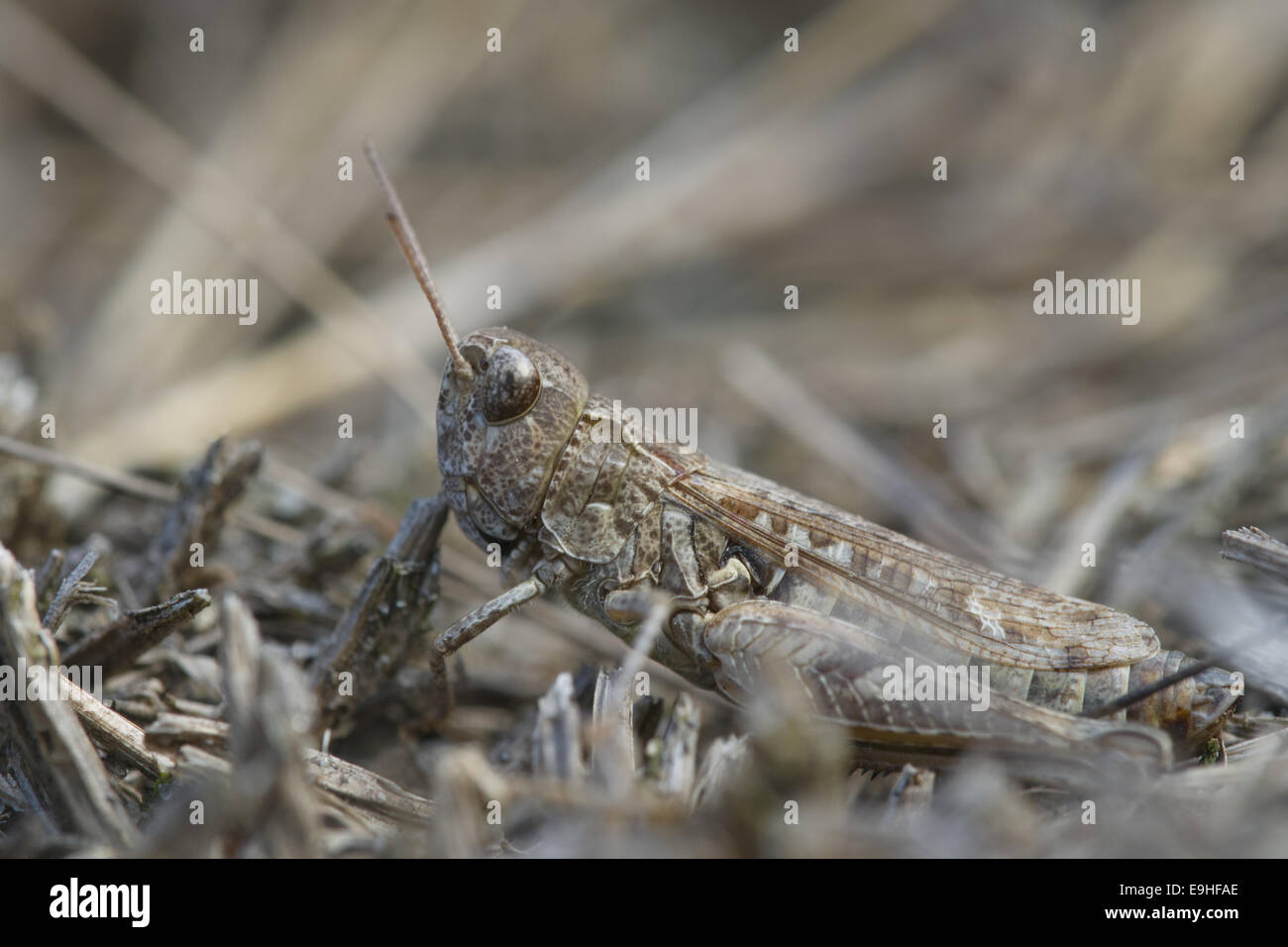 Grashopper (Myrmeleotettix maculatus), Femme Banque D'Images