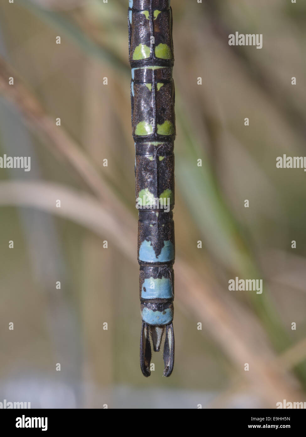 Hawker Aeshna cyanea (sud) Banque D'Images