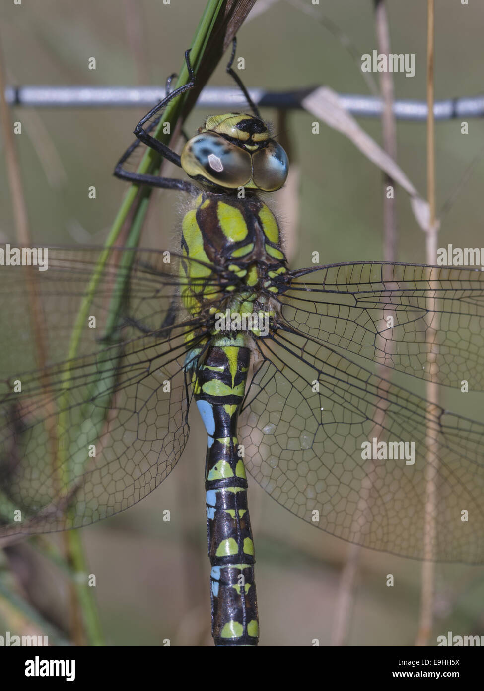 Hawker Aeshna cyanea (sud) Banque D'Images