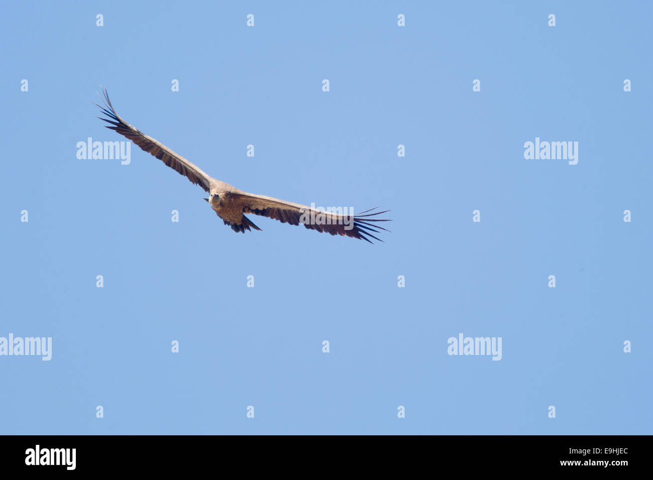 Vautour fauve planeur sur la plaine de Castro Verde, dans le sud du Portugal. Banque D'Images