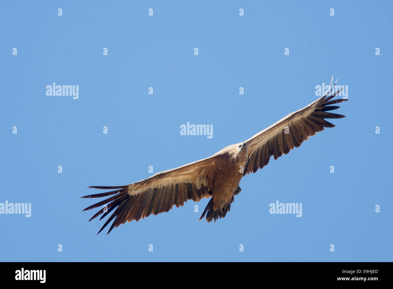 Vautour fauve planeur sur la plaine de Castro Verde, dans le sud du Portugal. Banque D'Images