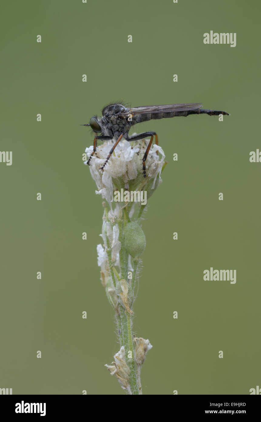 Robberfly (Neoitamus cyanurus), Femme Banque D'Images