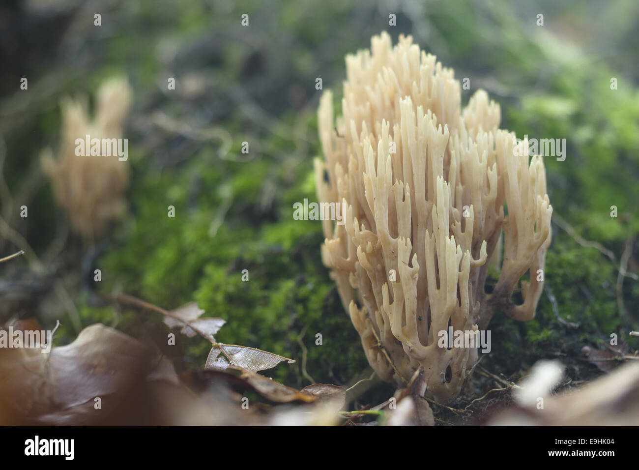 Ramaria stricta (champignons), Allemagne Banque D'Images