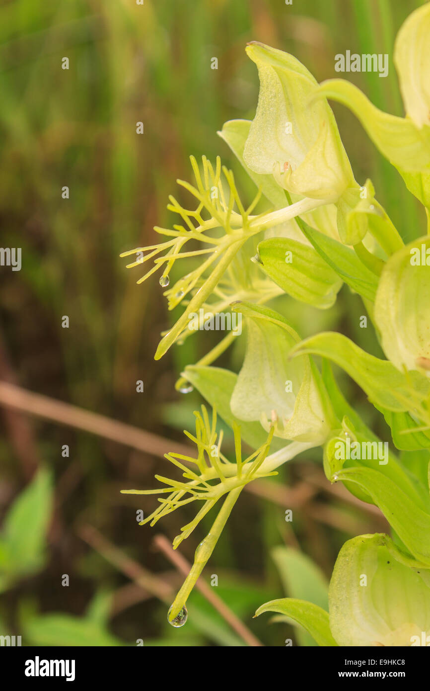 Des orchidées sauvages dans la nature, à l'orchidée Habenaria genre Banque D'Images