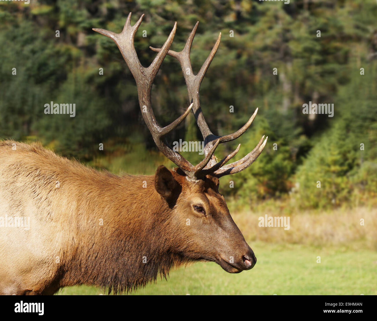 Ou Bull Elk Cervus canadensis, mâle en rut, au cours de l'automne Banque D'Images