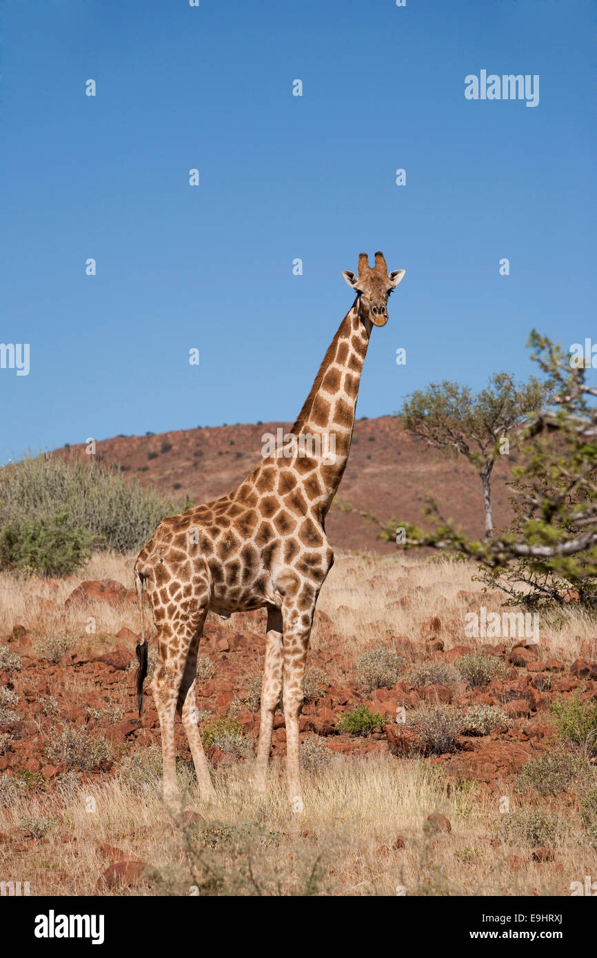 Girafe, Giraffa camelopardalis, région de Kunene, Namibie Banque D'Images