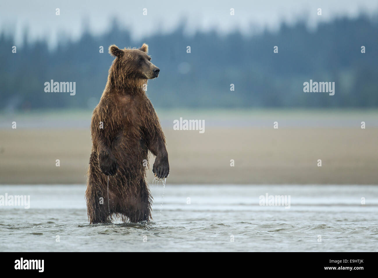 L'ours brun d'ALASKA La pêche du saumon dans lake clark national park, alaska Banque D'Images