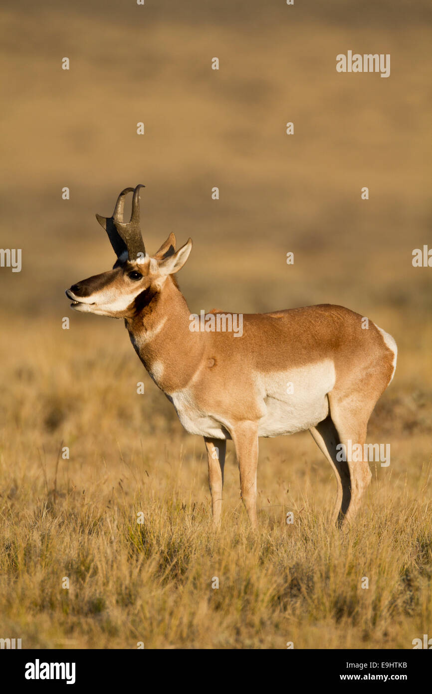 L'antilope d'argent pendant le rut d'automne dans le Wyoming Banque D'Images