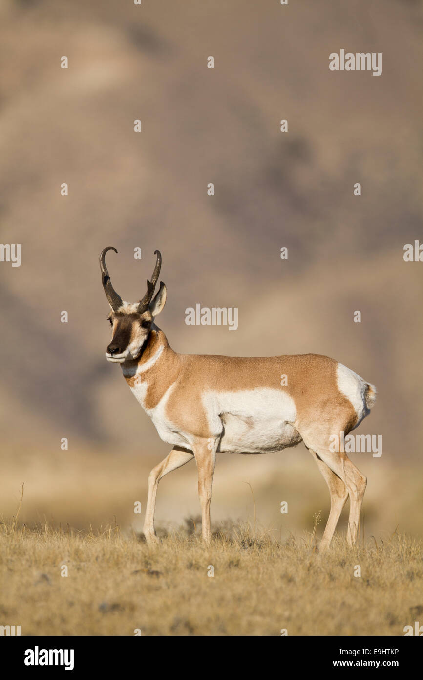 L'antilope d'argent pendant le rut d'automne dans le Wyoming Banque D'Images