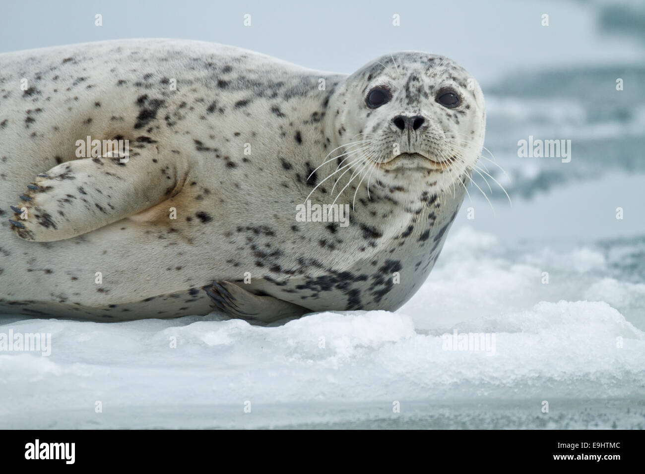 Des phoques sur les glaces de l'Alaska Banque D'Images