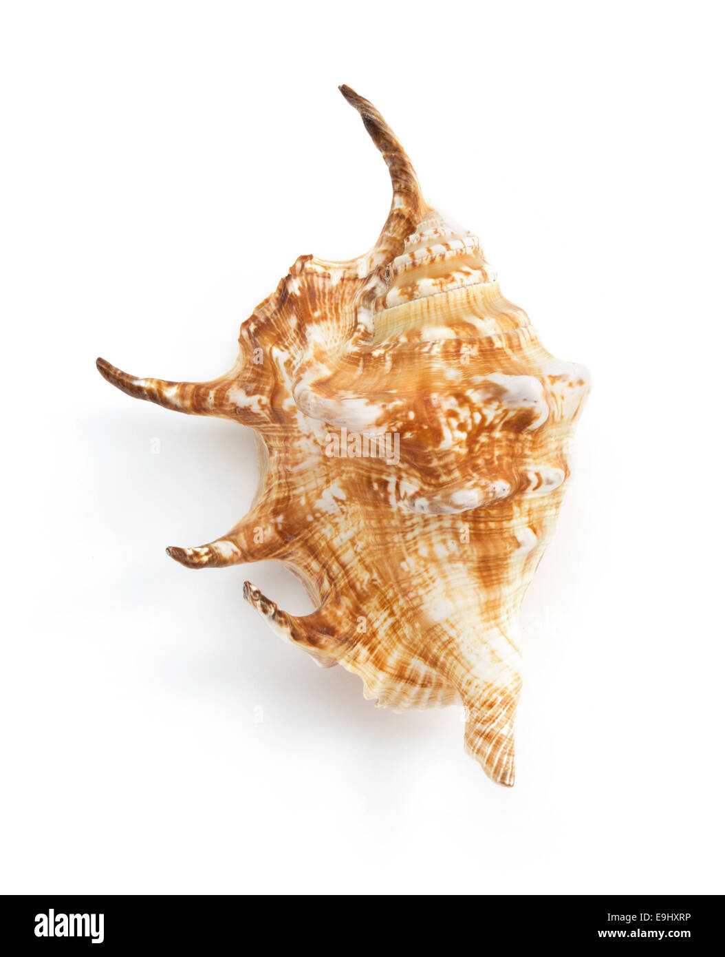 Seashell isolé sur fond blanc Banque D'Images