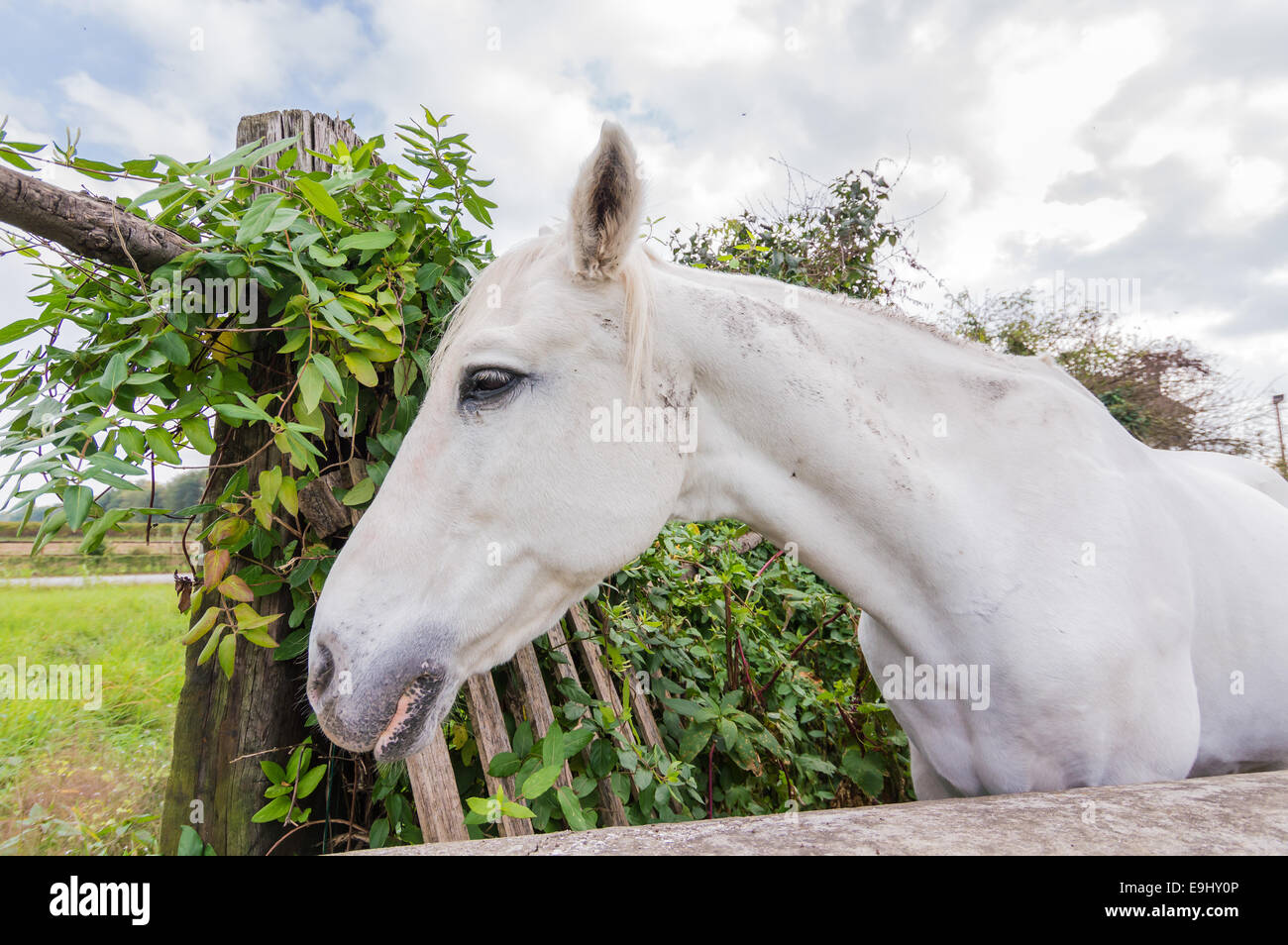 Portrait d'un magnifique cheval blanc quartier calme Banque D'Images