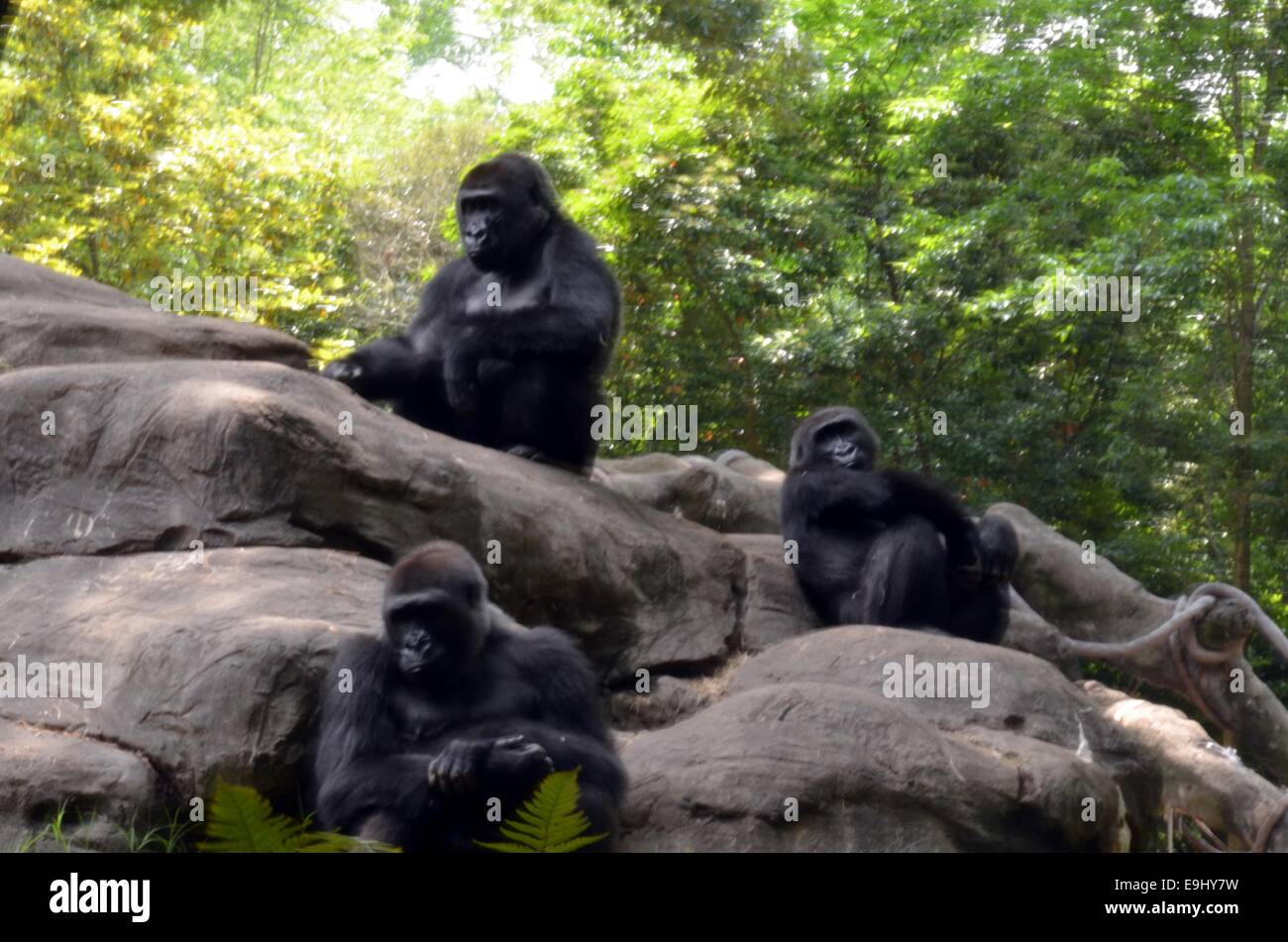 Les gorilles au Zoo de Nashville Tennessee Banque D'Images