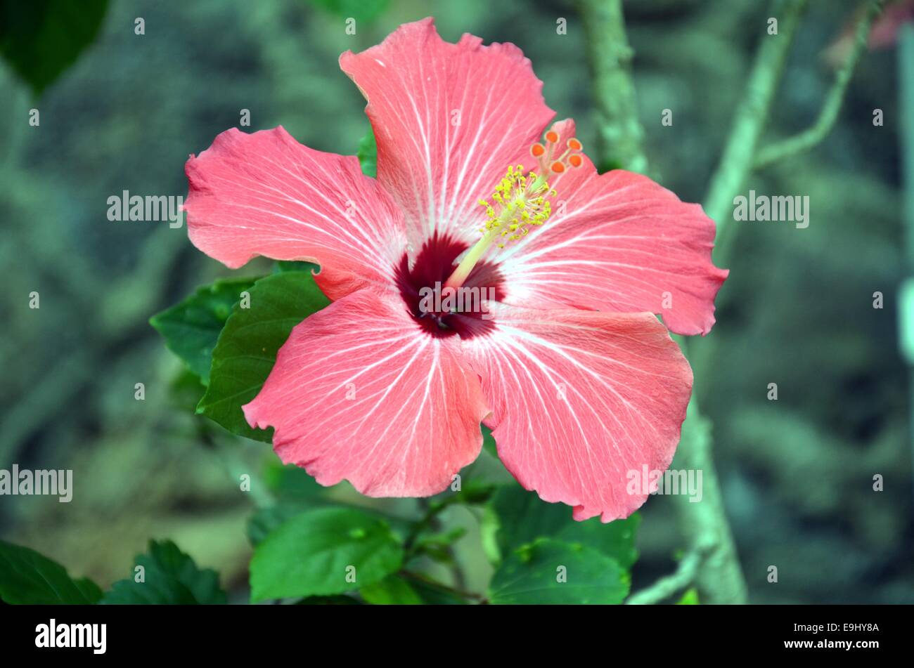 Hibiscus Hawaï Banque D'Images