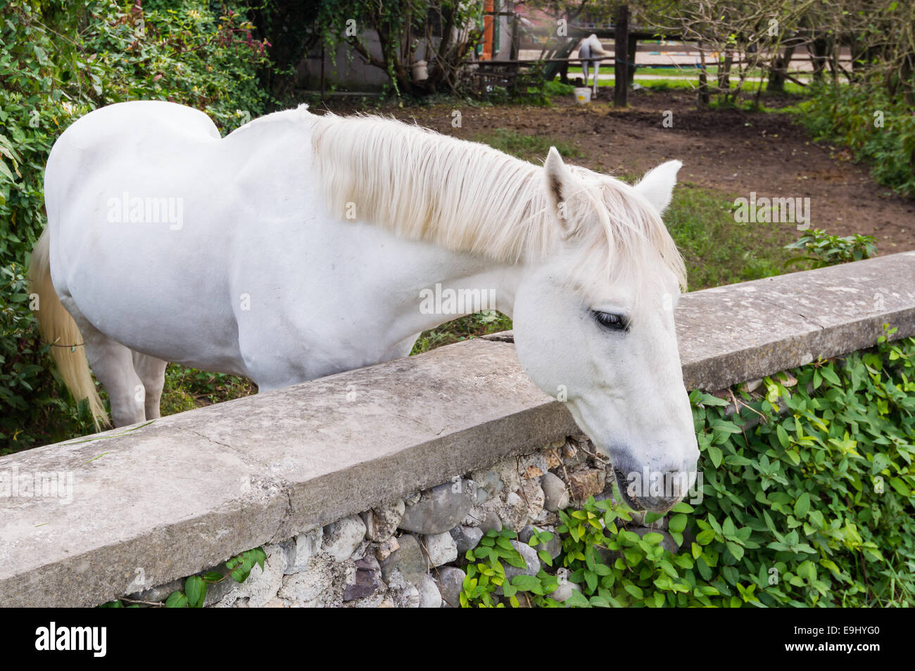 Portrait d'un magnifique cheval blanc quartier calme Banque D'Images