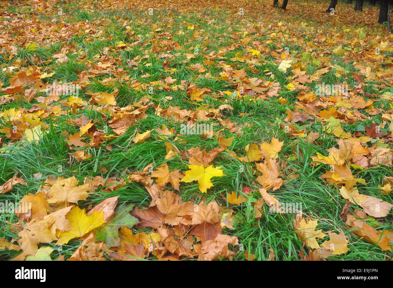 Feuilles mortes. Un tapis de feuilles colorées en octobre, allongés sur l'herbe. Banque D'Images