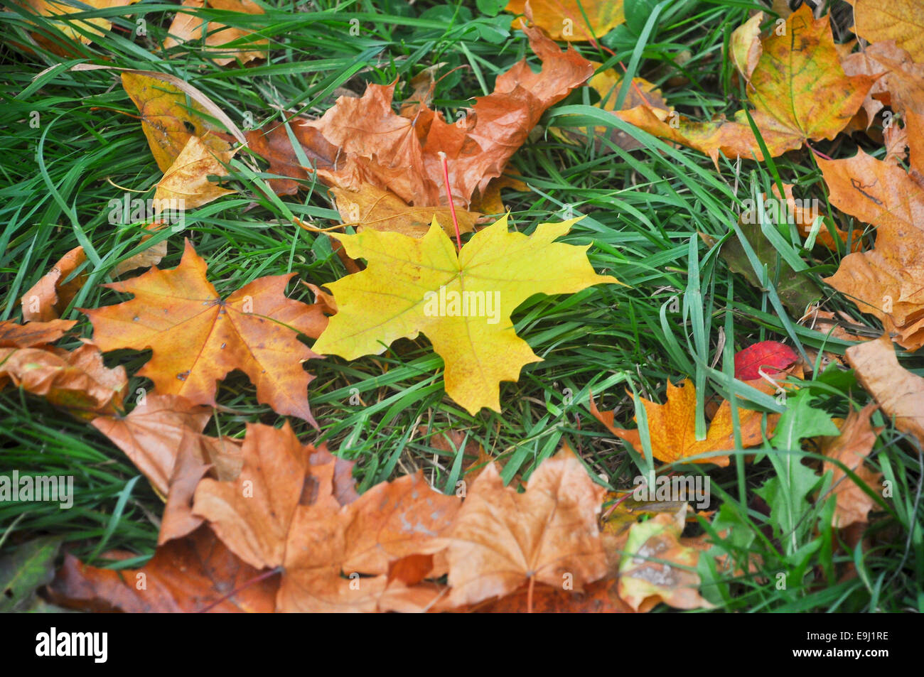 Feuilles mortes. Un tapis de feuilles colorées en octobre, allongés sur l'herbe. Banque D'Images