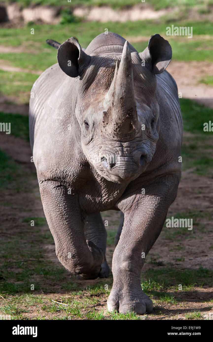 Les rhinocéros noirs, Diceros bicornis, Banque D'Images