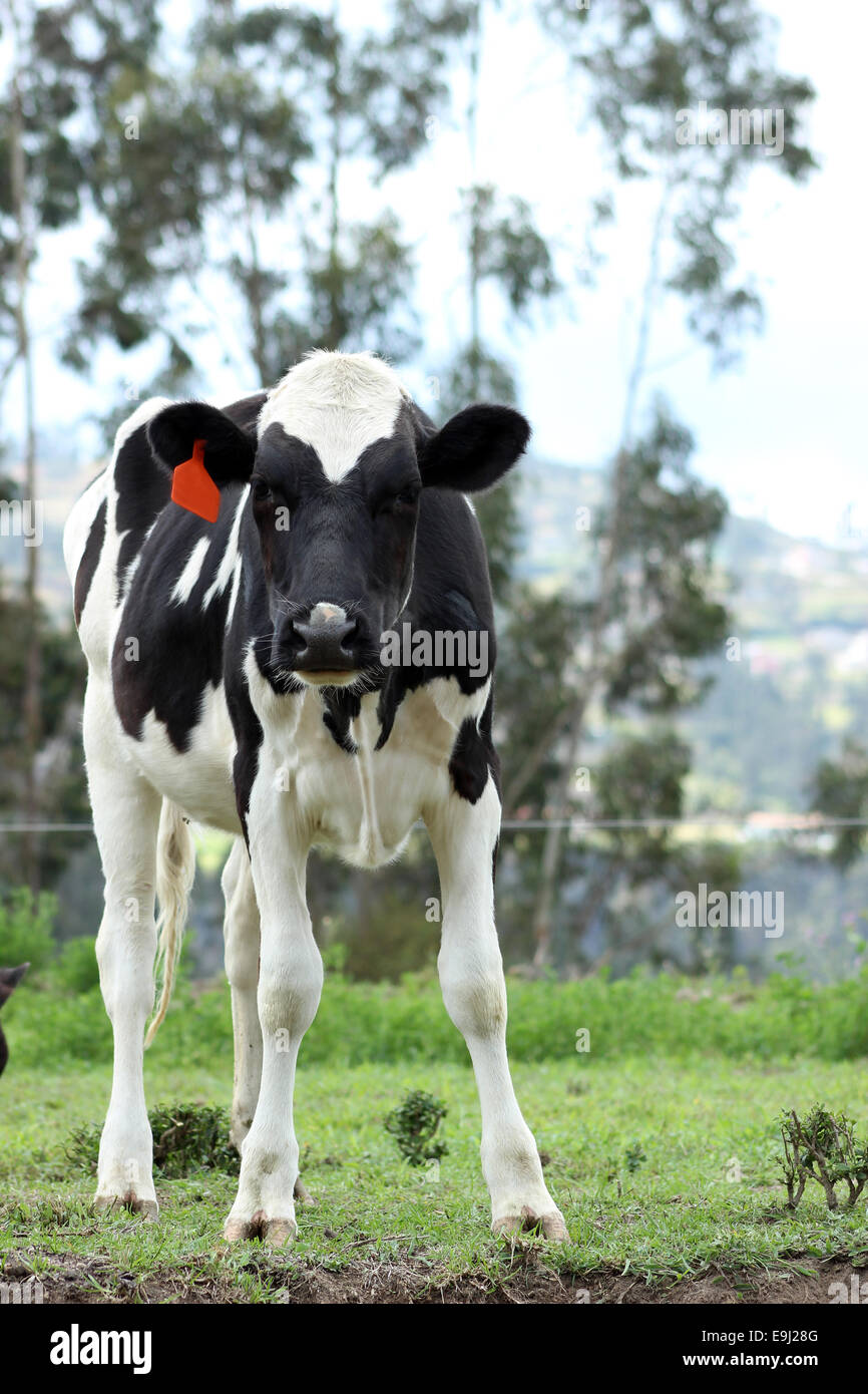 Un veau Holstein dans un pâturage sur une ferme à Cotacachi (Équateur) Banque D'Images