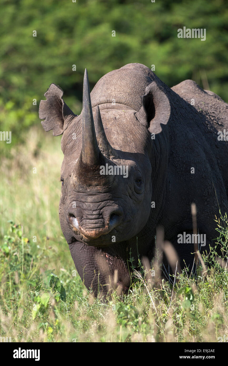 Le rhinocéros noir (Diceros bicornis) mâle, &Beyond Phinda Private Game Reserve, Kwazulu Natal, Afrique du Sud Banque D'Images